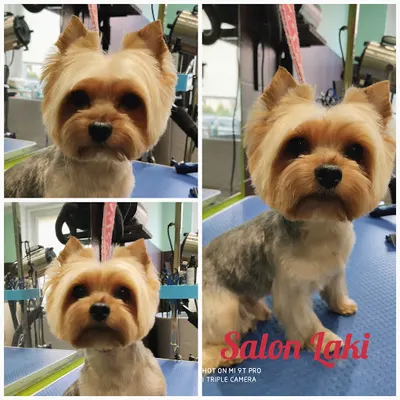 Strzyżenie i spa dla kota i psa LAKI